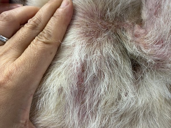 アトピー性皮膚炎による脇の下の赤みの症例