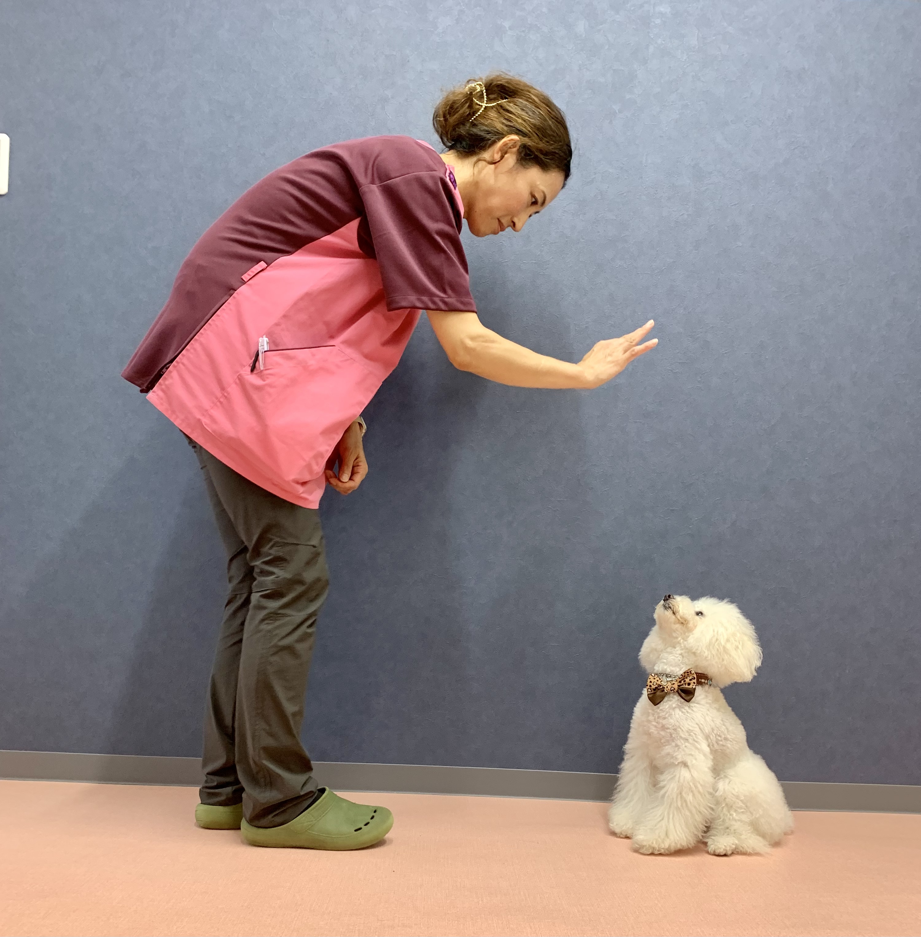 犬のトレーニング
